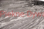 dywan Dywany elite Dywan Elite 8752  GREY (11).jpg