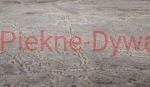 Dywan Elite 4355 BEIGE (15).jpg